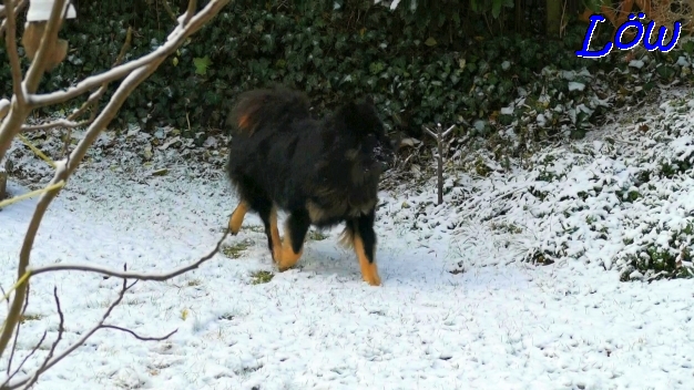 11.12.2022 - Howard feiert Dwixis 8. Geburtstag  im Schnee